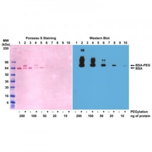 Polyethylene Glycol Antibody (RM105) - Azide and BSA Free
