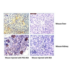 Polyethylene Glycol Antibody (RM105) - Azide and BSA Free