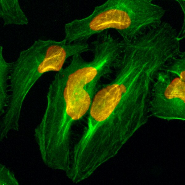 Histone H2AE Antibody (RM225) - Azide and BSA Free