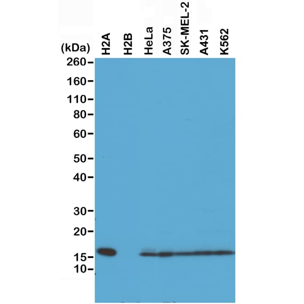 Histone H2AE Antibody (RM225) - Azide and BSA Free