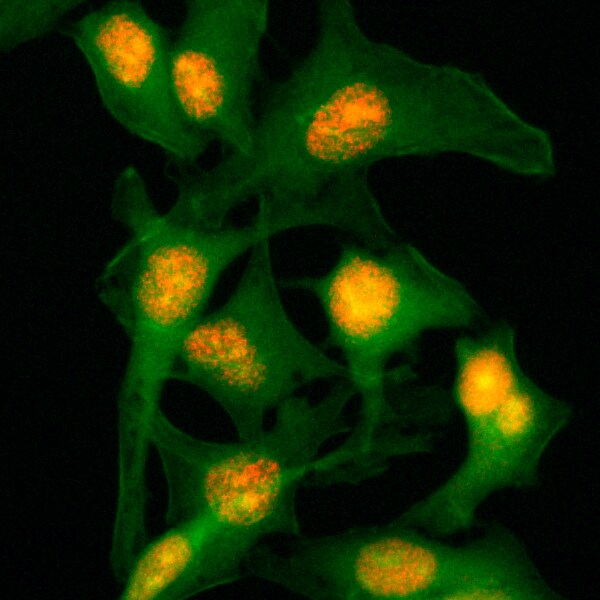 Histone H2B Antibody (RM230) - Azide and BSA Free