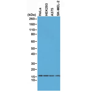 Histone H2AX Antibody (RM214) - Azide and BSA Free