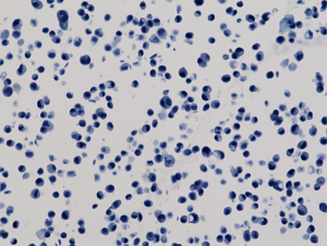 His Tag Antibody (RM146) - Azide and BSA Free