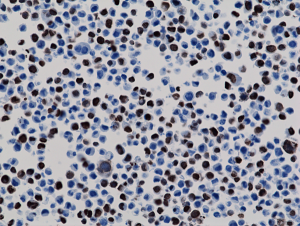 His Tag Antibody (RM146) - Azide and BSA Free