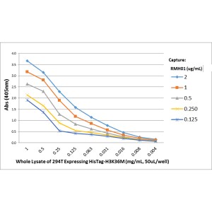 His Tag Antibody (RMH01) - Chimeric - Azide and BSA Free