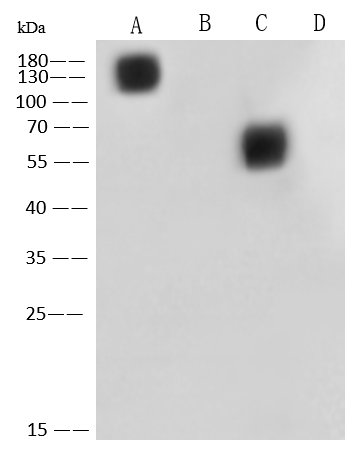 MERS-CoV Spike Protein Antibody (12) - Azide and BSA Free