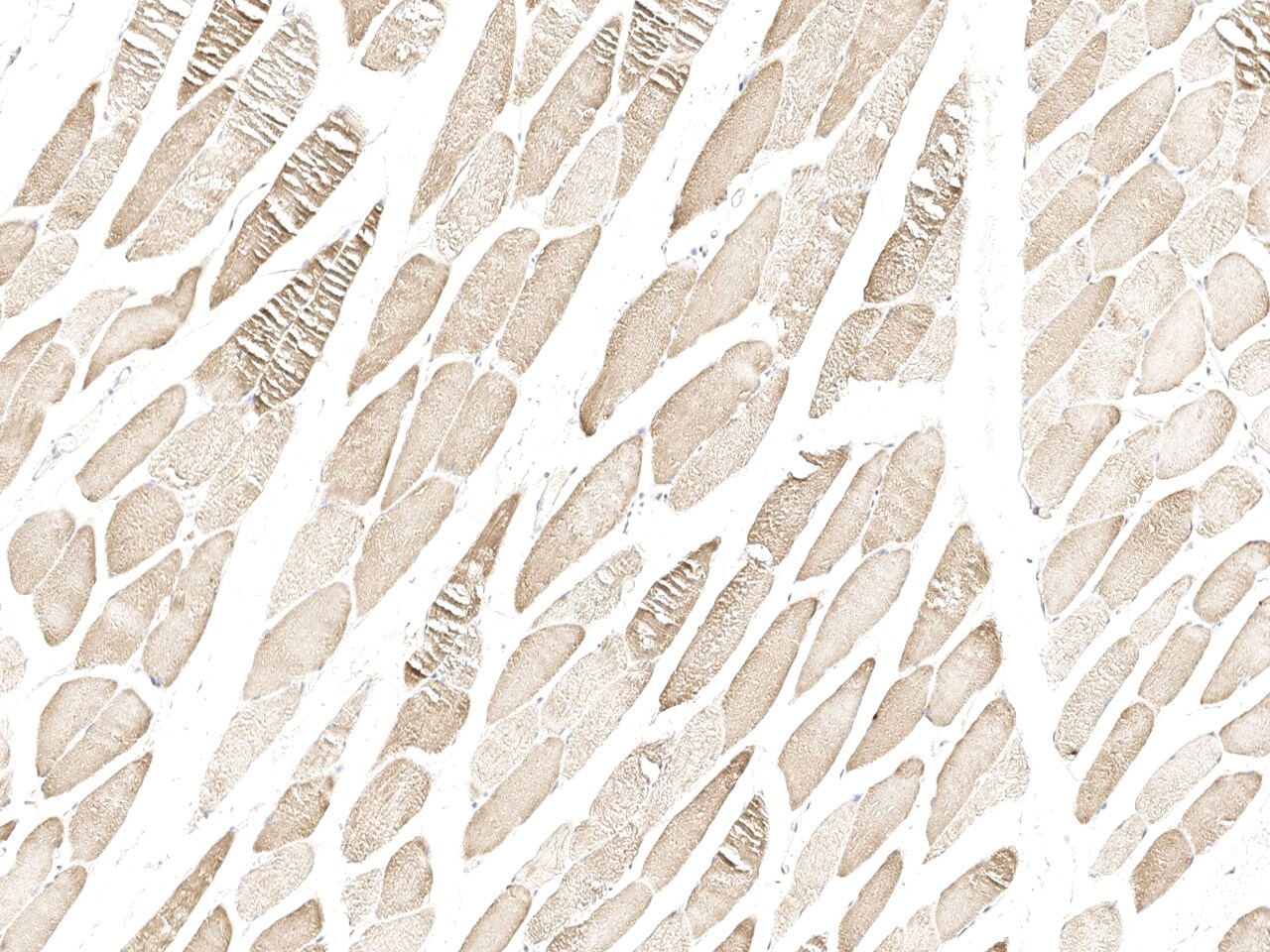 RAD9B Antibody - Azide and BSA Free