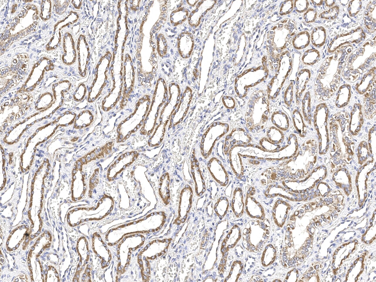 RAD9B Antibody - Azide and BSA Free