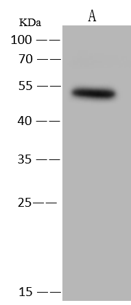 RAD9B Antibody - Azide and BSA Free