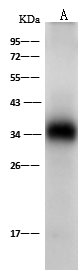 OR6X1 Antibody - Azide and BSA Free