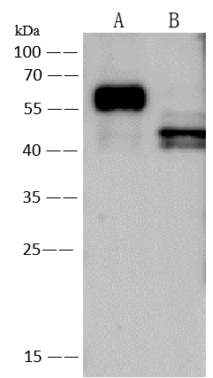 Human Respiratory Syncytial Virus A2 Fusion Protein Antibody - Azide and BSA Free