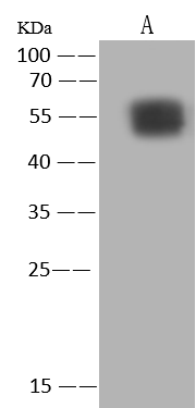 Monkeypox Virus B21R Antibody - Azide and BSA Free
