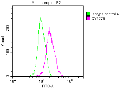 TTF-1 / NKX2-1 Antibody (6C11)