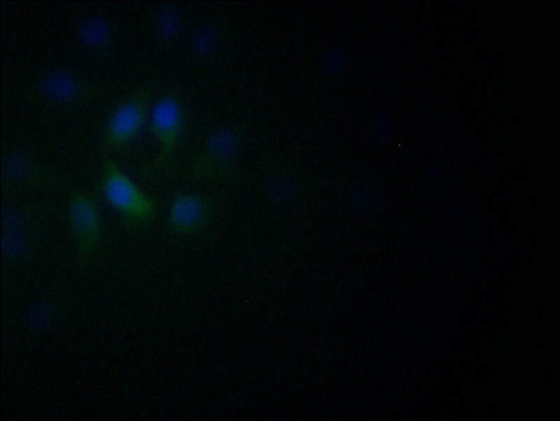 NeuroD1 Antibody (5D2)
