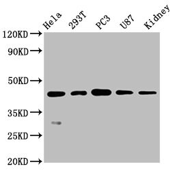 NDRG1 Antibody (4C8)