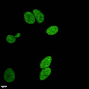 Histone H3.1 [Monomethyl Arg17] Antibody (3E10)