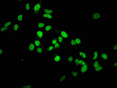 Histone H3.1 [Monomethyl Lys36] Antibody (1F4)