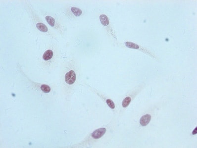 Histone H3.1 [Monomethyl Lys36] Antibody (1F4)