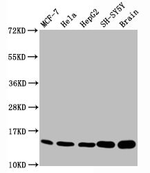 Histone H3.1 [Monomethyl Lys18] Antibody (2B5)