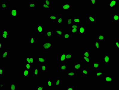 Histone H3.1 [Monomethyl Lys18] Antibody (2B5)