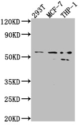 MMP-12 Antibody (2G3)