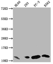 MIF Antibody (7A9)