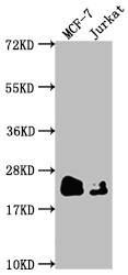 MGMT Antibody (10G7)