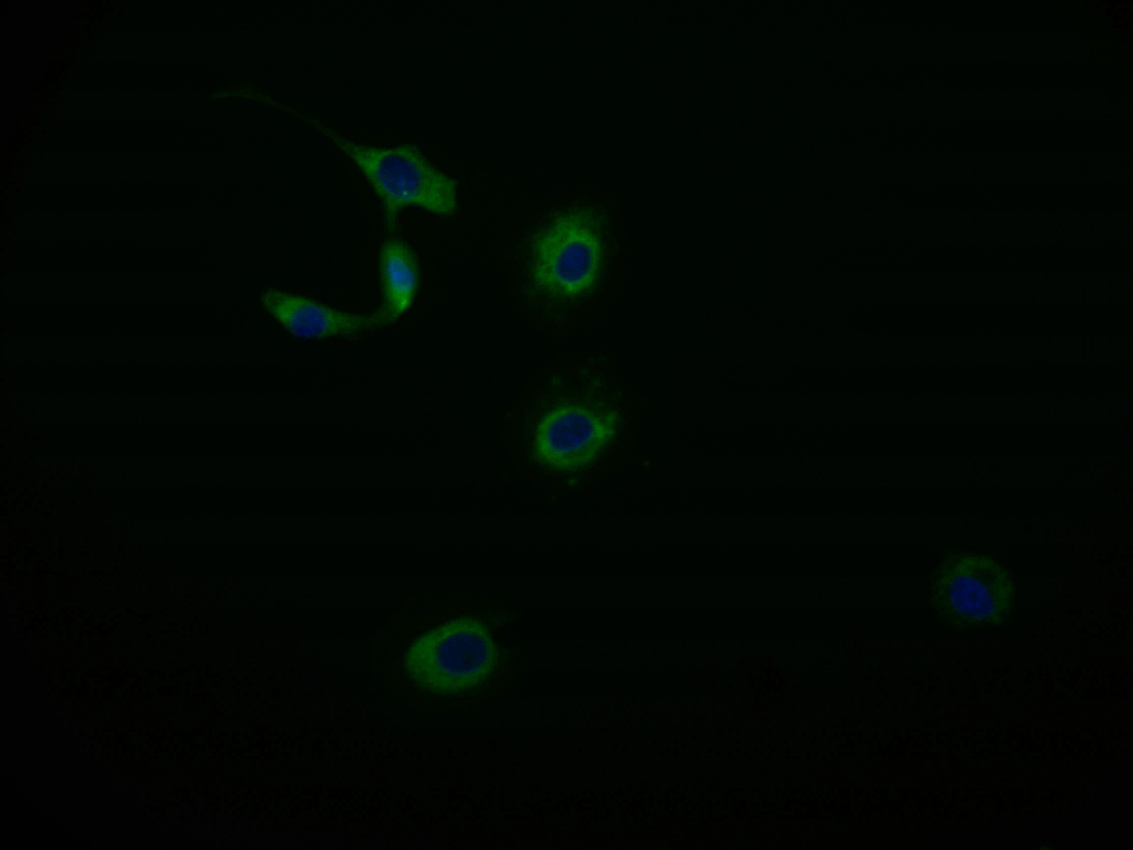 MAS1L Antibody (15B8)