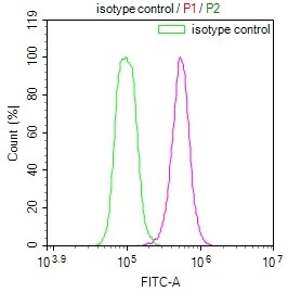 MAS1L Antibody (15B8)