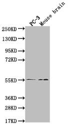 JNK3 Antibody (29E10)