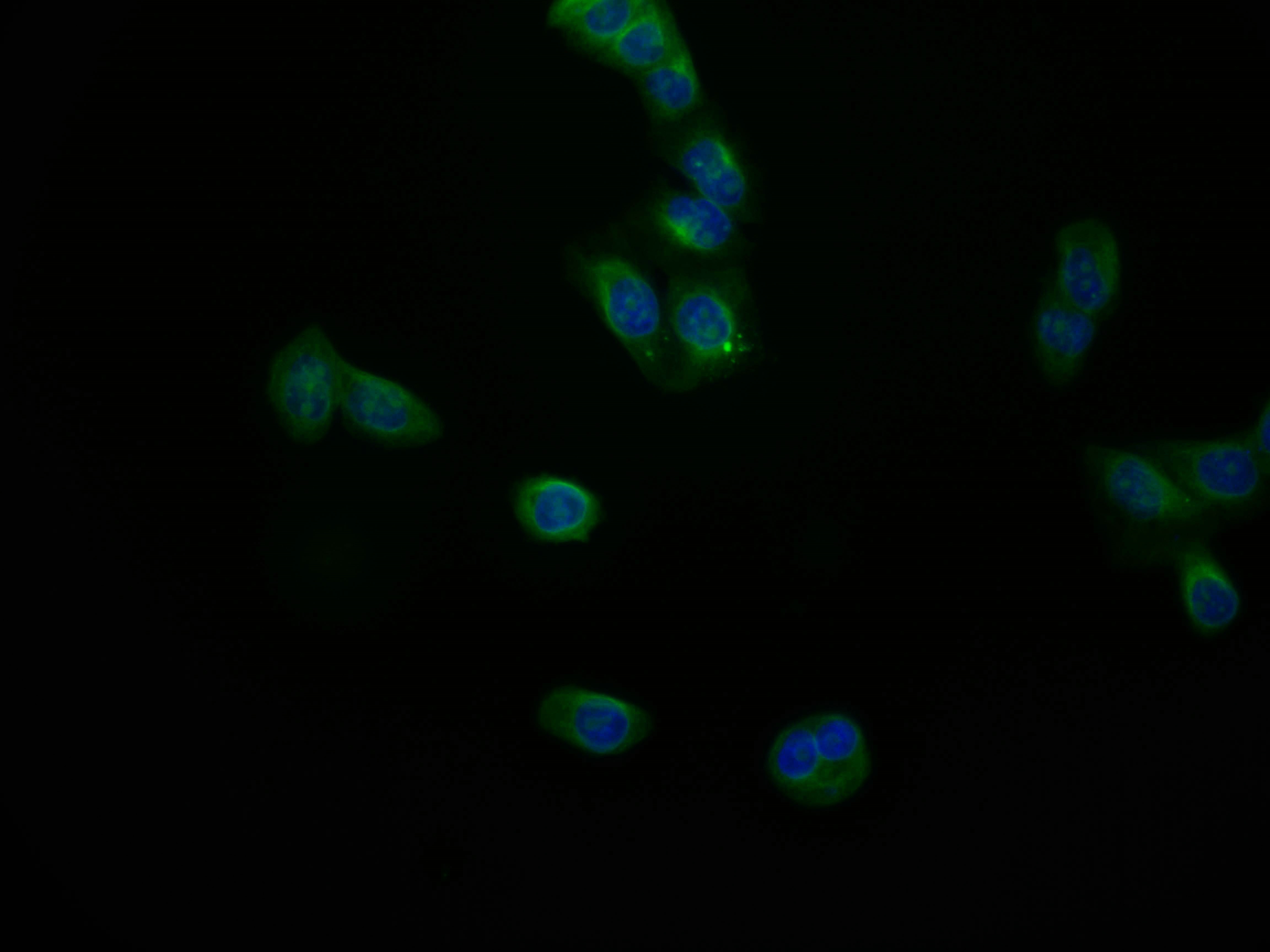 JNK3 Antibody (29E10)