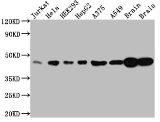 ERK2 Antibody (10C7)