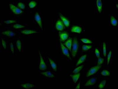 ERK2 Antibody (10C7)