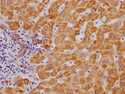 Monoamine Oxidase B Antibody (9B6)