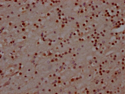 MAD2L2 Antibody (4D8)