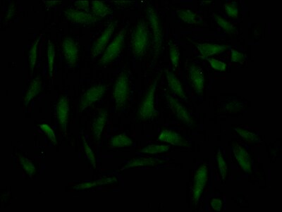 MAD2L2 Antibody (4D8)