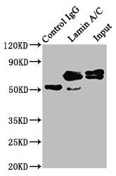 Lamin A + C Antibody (4H7)