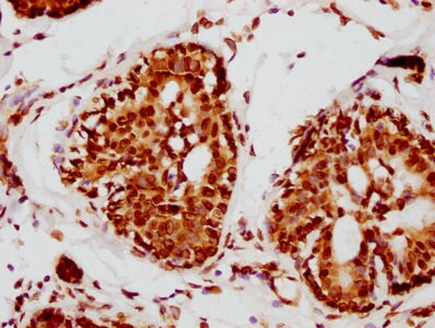 Lamin A + C Antibody (4H7)