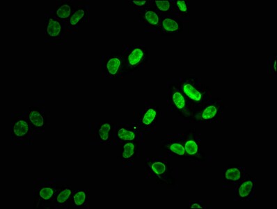 Lamin A + C Antibody (4H7)