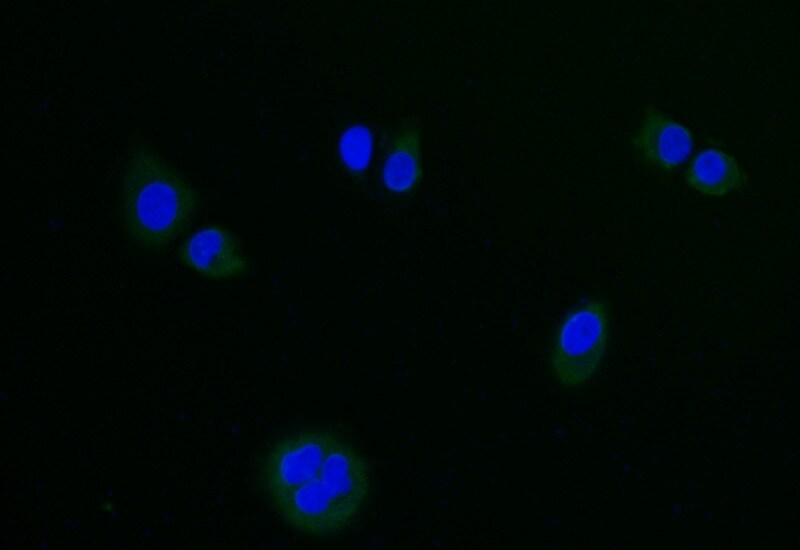 Lgr6 Antibody (15G3)