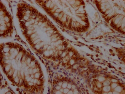 KLF4 Antibody (3A1)