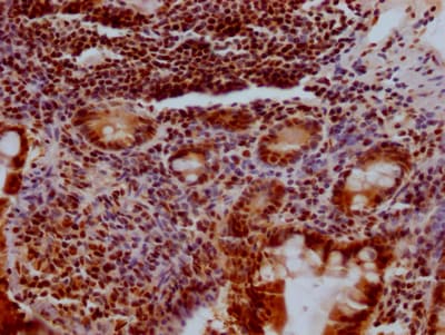 KLF4 Antibody (3A1)