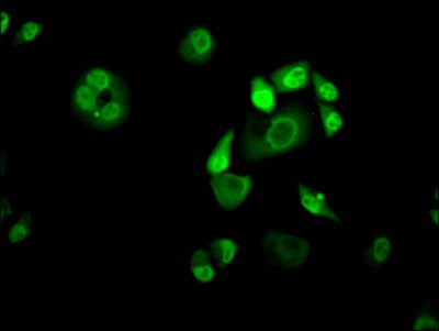 KLF4 Antibody (3A1)