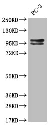 KIFAP3 Antibody (28E9)