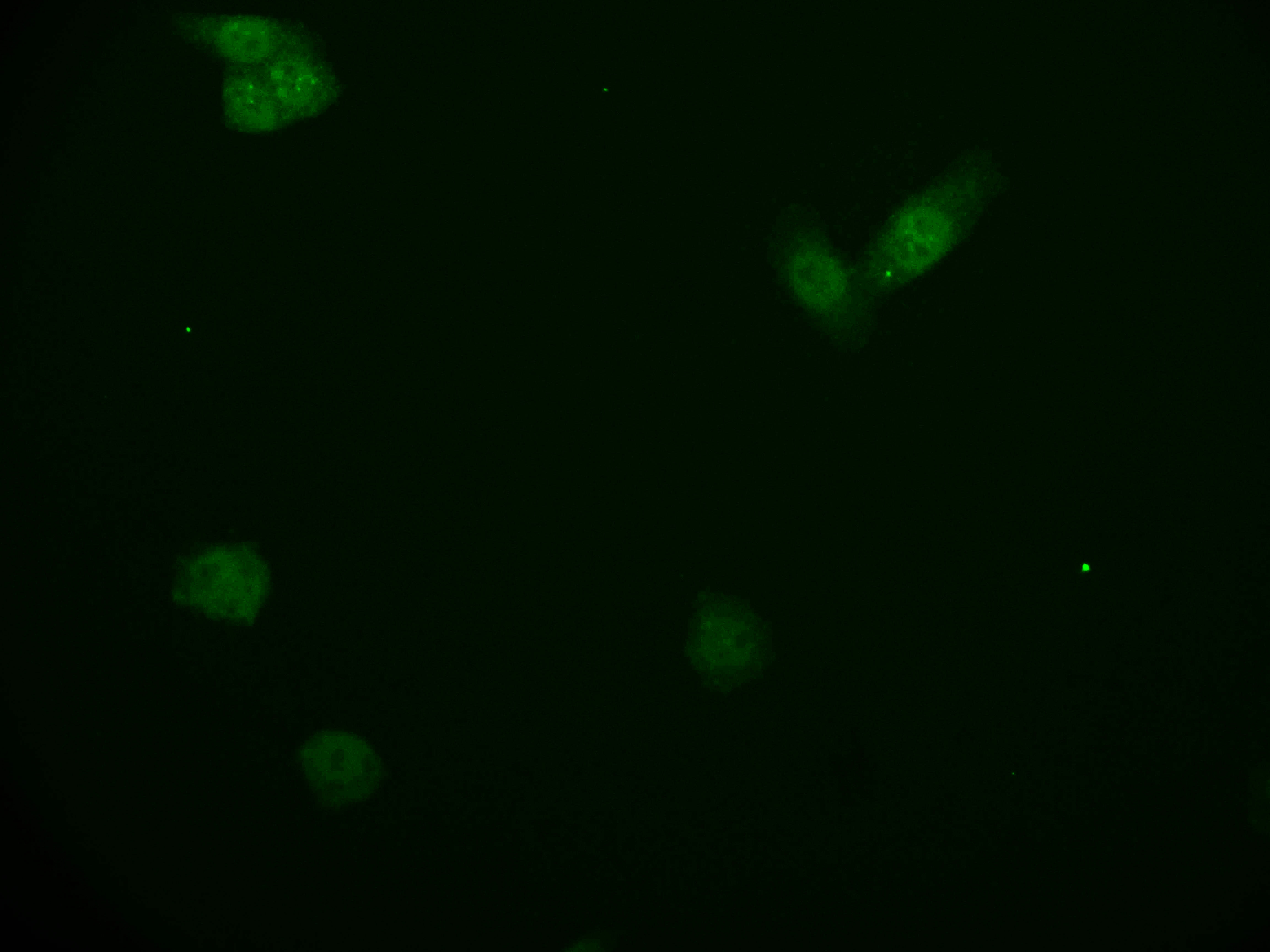 KIFAP3 Antibody (28E9)