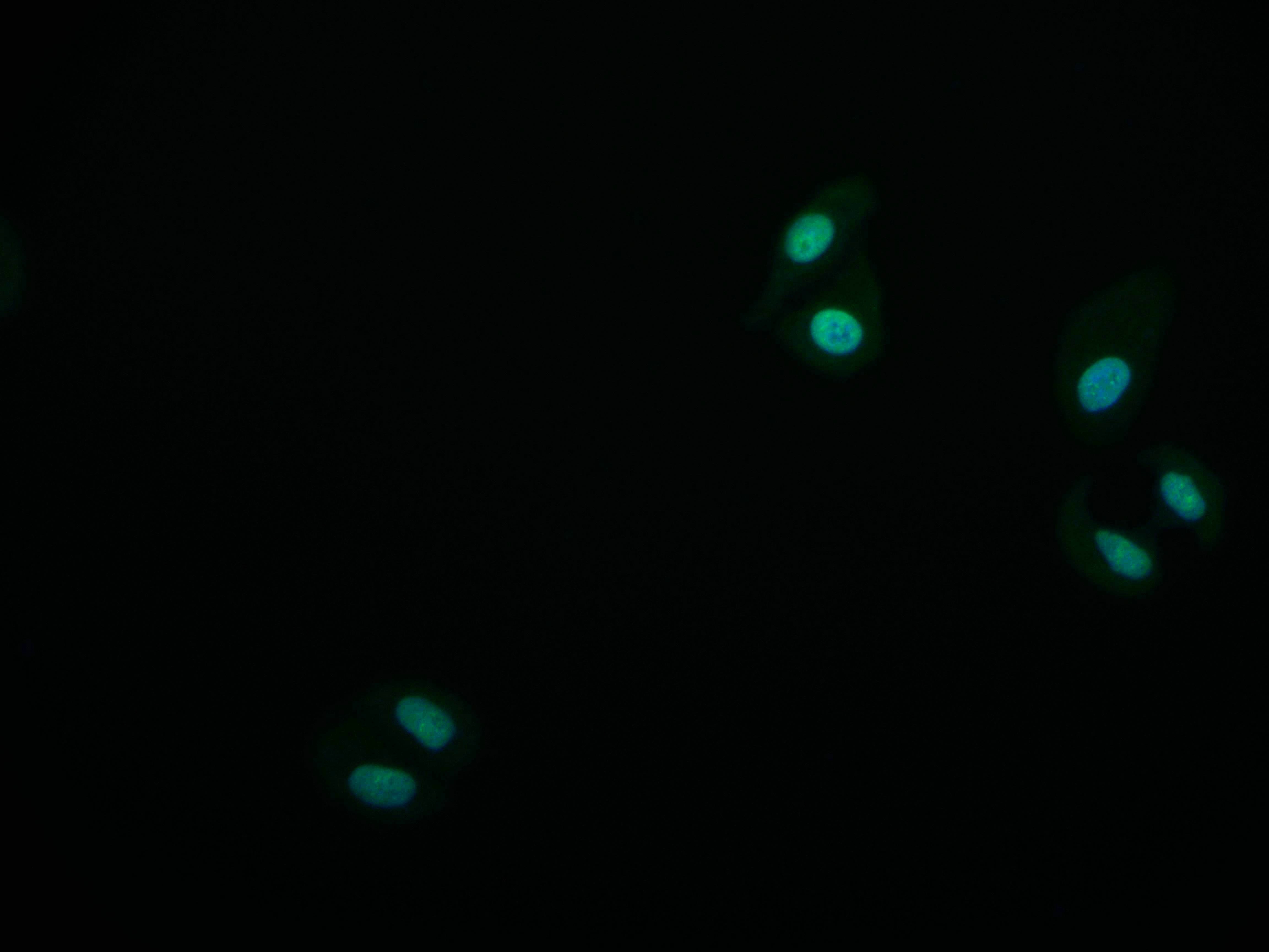 MYST1 Antibody (7E11)