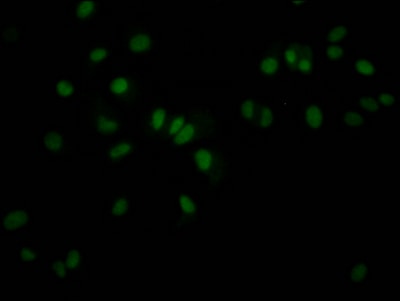 JunB/AP-1 Antibody (5H4)