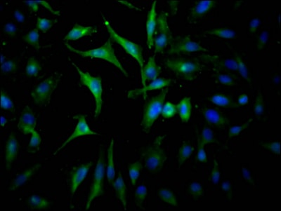 Jak2 Antibody (10B6)