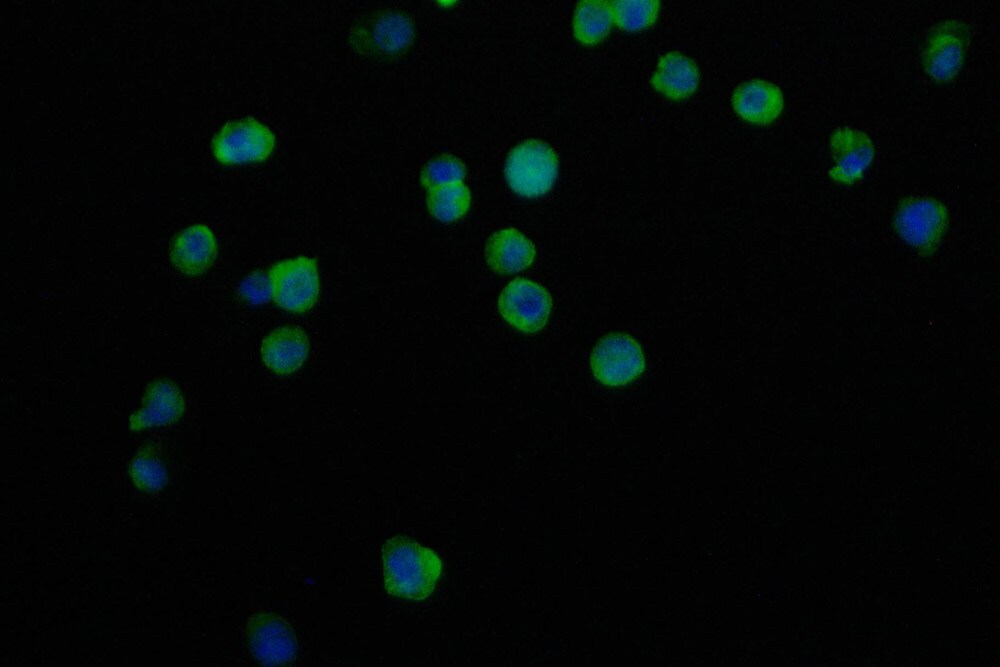 Integrin alpha L/CD11a Antibody (2B2)