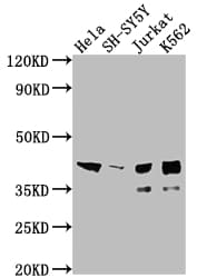 Islet-1 Antibody (4F6)